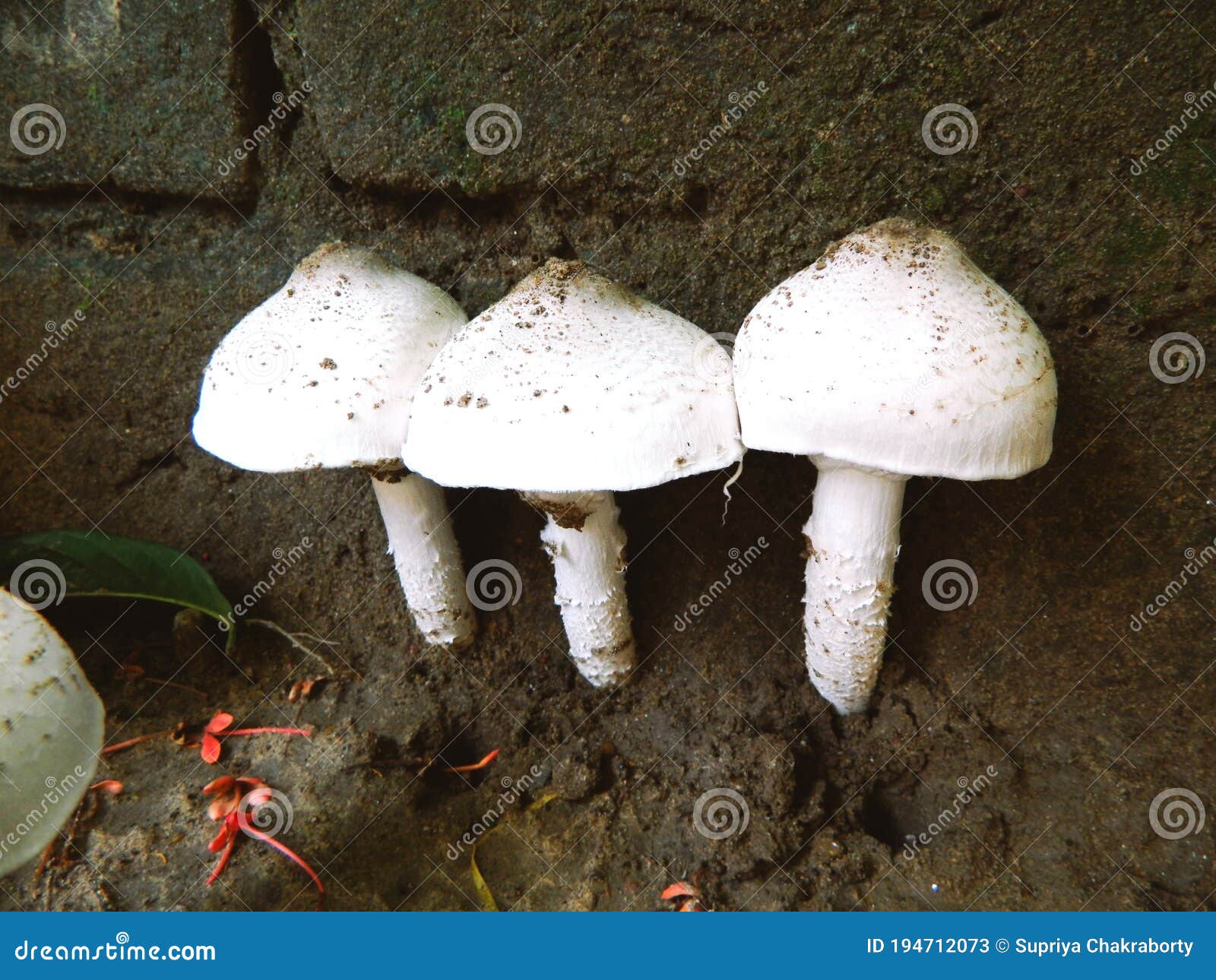 very healthy and tasty mushrooms grown in my garden